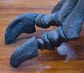 Diplodocus Toes I