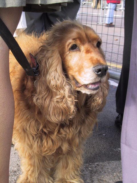 A cute dog amongst the spectators